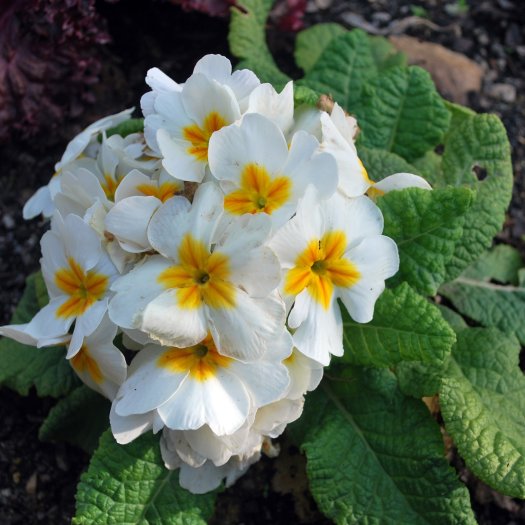 Primula vulgaris
